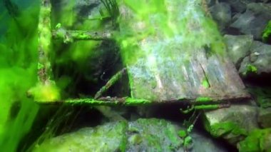 Baykal Gölü 'nün soğuk sularının altında şeffaf buzdan oluşan sualtı manzarası.