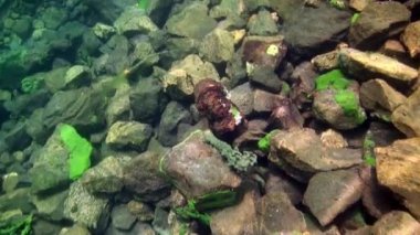 Baykal Gölü 'nün soğuk sularının altında şeffaf buzdan oluşan sualtı manzarası.