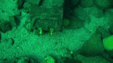 Baykal Gölü 'nün soğuk sularının altında şeffaf buzdan oluşan sualtı manzarası.