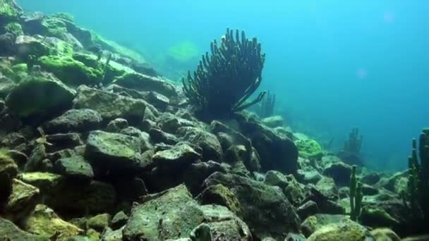 Onderwater landschap van helder transparant ijs onder koud water van het Baikalmeer. — Stockvideo