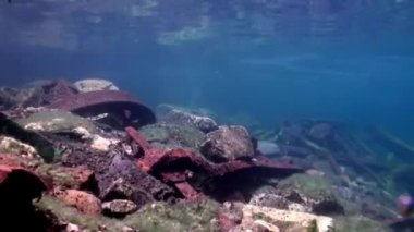 Baykal Gölü 'nün soğuk sularının altında şeffaf buzdan oluşan sualtı manzarası.