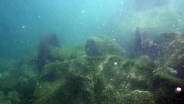 Baykal Gölü 'nün soğuk sularının altında şeffaf buzdan oluşan sualtı manzarası. — Stok video