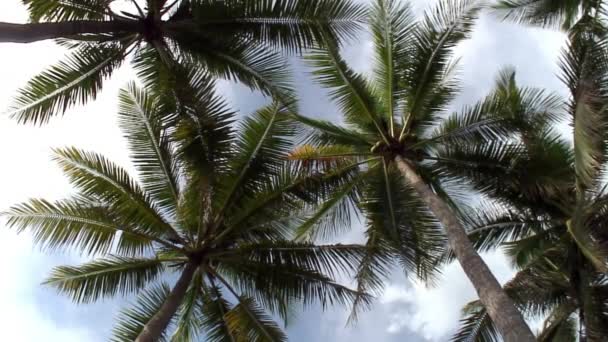 Вид снизу вверх на пальмы на островах Республики Филиппины. — стоковое видео