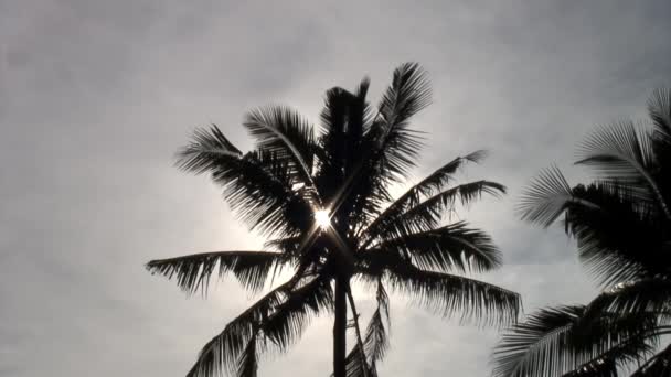Palm trees top on background of blue sky on islands of Republic of Philippines. — Stock Video