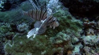 Büyük bir balık sürüsü. Sualtı Pasifik Okyanusu 'nda tek bir tür..