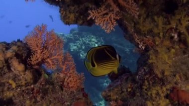 Büyük bir balık sürüsü. Sualtı Pasifik Okyanusu 'nda tek bir tür..