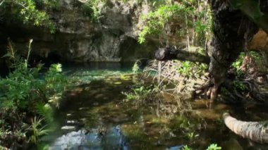 Yucatan Meksika 'da sualtı dalışı.