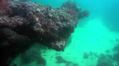 Atlantik Okyanusu 'ndaki volkanik kaynağın dibinde tüplü dalış..