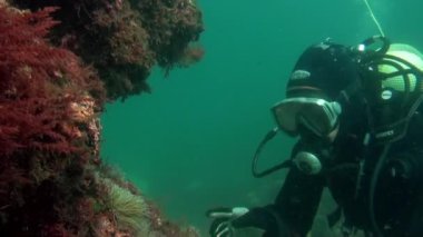 Atlantik Okyanusu 'ndaki su altı kaya ve yarıkları yakınında dalgıçlar.