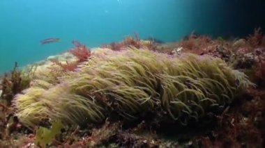 Atlantik Okyanusu 'ndaki volkanik kaynağın kumlu tabanında Anemone..