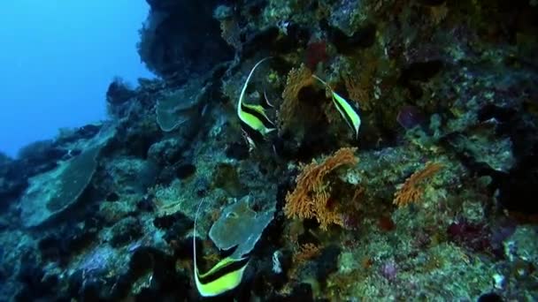 Huge school of fish of one species in underwater Pacific Ocean. — Stock Video