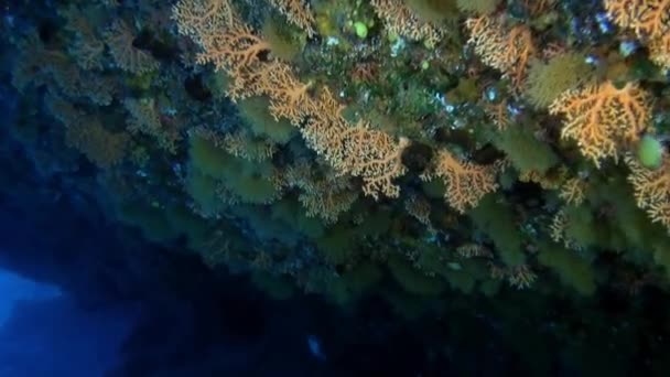 Scuola enorme di pesci di una specie nell'Oceano Pacifico subacqueo. — Video Stock