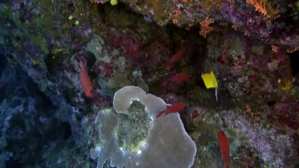 Énorme banc de poissons d'une espèce dans l'océan Pacifique sous-marin. — Video