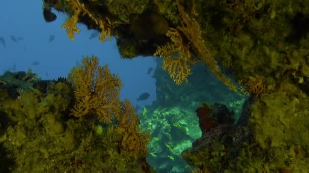 Scuola enorme di pesci di una specie nell'Oceano Pacifico subacqueo. — Video Stock