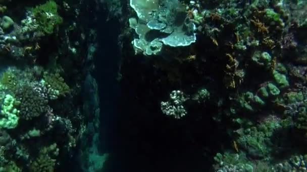 해저 태평양에 있는 한 종의 거대 한 물고기 떼. — 비디오