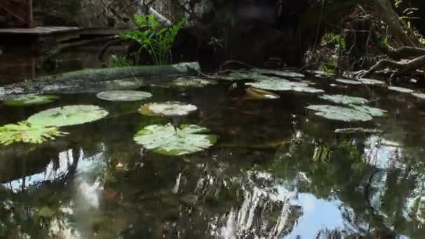 Tauchen unter Wasser in Yucatan Mexiko Cenoten. — Stockvideo