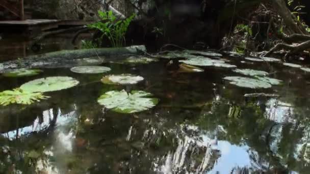 Scuba diving underwater in Yucatan Mexico cenotes. — Stock Video