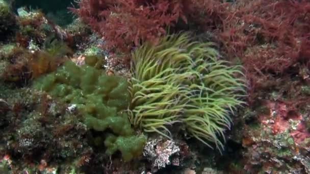 Anémona submarina sobre fondo arenoso de origen volcánico en el océano Atlántico. — Vídeos de Stock