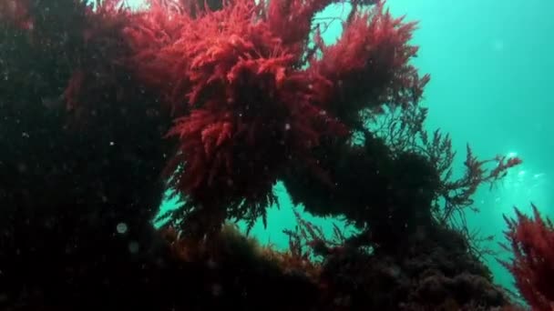 Coral macio subaquático no fundo arenoso de origem vulcânica no oceano Atlântico. — Vídeo de Stock