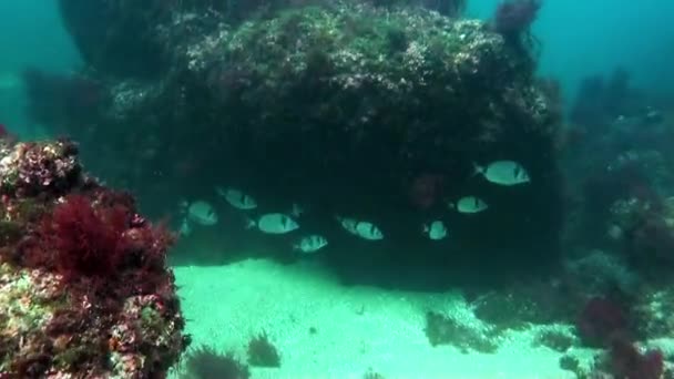 Flauta de peixe incrível subaquática no oceano Atlântico. — Vídeo de Stock