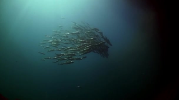 Escola de Incrível flauta de atum subaquático no oceano Atlântico. — Vídeo de Stock