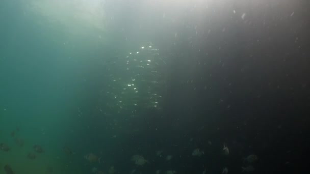 École d'incroyable flûte de poisson de thon sous-marin dans l'océan Atlantique. — Video