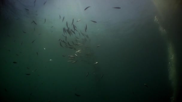 Σχολή απίστευτου τόνου φλάουτο κάτω από το νερό στον Ατλαντικό ωκεανό. — Αρχείο Βίντεο