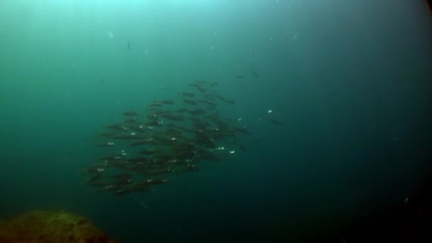 Dykare nära undervattensberg och sprickor i Atlanten. — Stockvideo