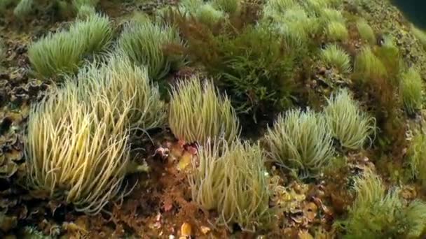 Anémone sous-marine sur fond sablonneux d'origine volcanique dans l'océan Atlantique. — Video