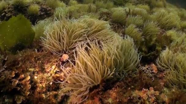 Anemone unter Wasser auf sandigem Grund vulkanischen Ursprungs im Atlantik. — Stockvideo