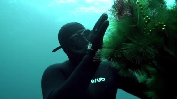 Vacaciones y buceo en Año Nuevo cerca del árbol de Navidad bajo el agua. — Vídeos de Stock