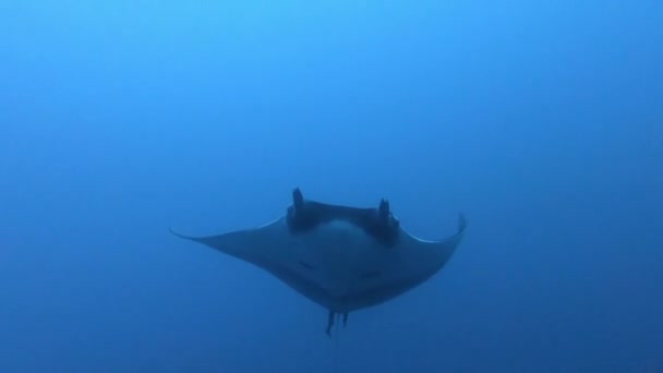 Manta Oceanica Nera galleggiante su uno sfondo di acqua blu — Video Stock