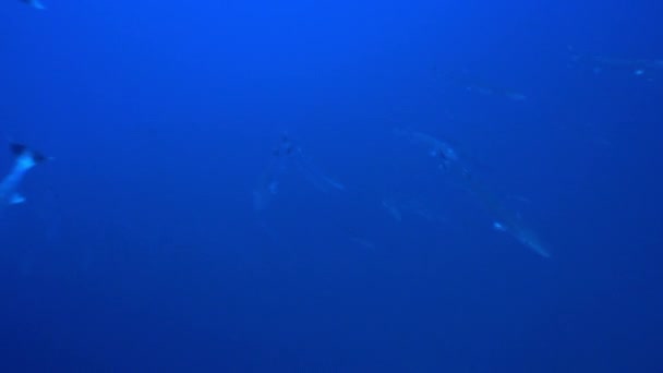 Школа барракуда рыб на синем фоне моря под водой в поисках пищи. — стоковое видео