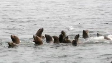 Bir grup kulaklı fok, Okhotsk Denizi 'nin sularına dalıyor..
