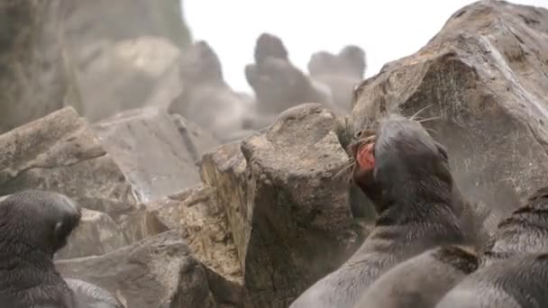 Las focas de cachorro sobre las piedras de la roca en la costa del Mar de Okhotsk. — Vídeos de Stock