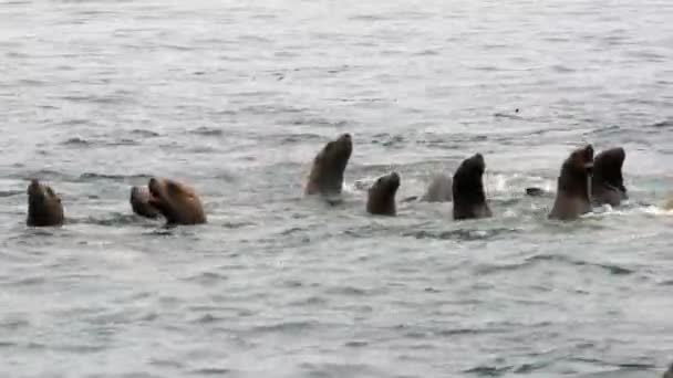 Grupp av örat säldjur simmar i vatten i sjön Okhotsk. — Stockvideo
