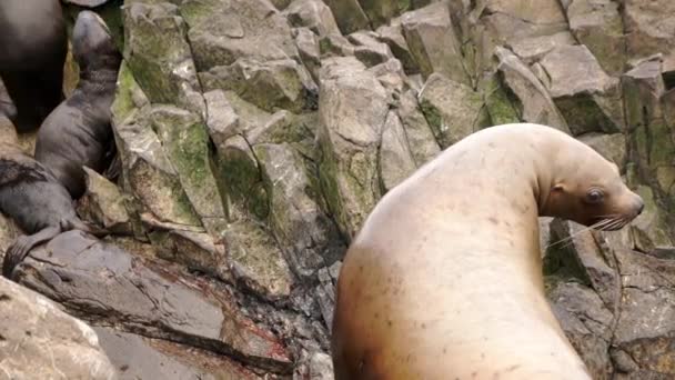 Gehoornde zeehond vrouwelijk dier met welpen op stenen van rots aan de kust van de Zee van Okhotsk. — Stockvideo