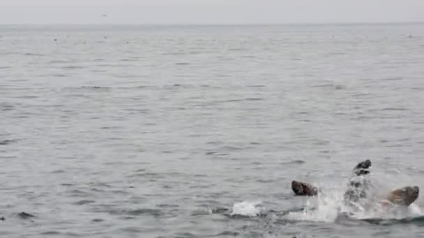 Bir grup kulaklı fok, Okhotsk Denizi 'nin sularına dalıyor.. — Stok video