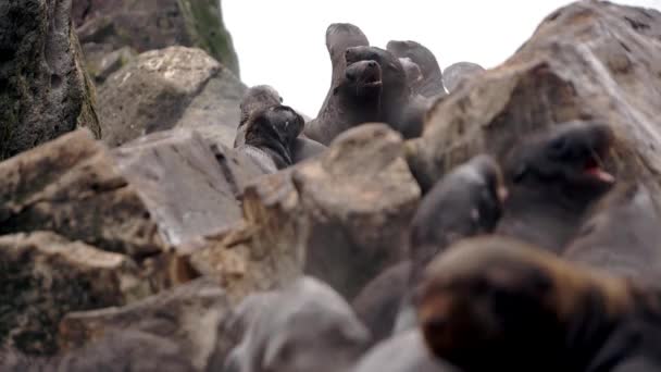 Cachorro de león marino recién nacido en piedras de roca en la costa del Mar de Okhotsk. — Vídeo de stock