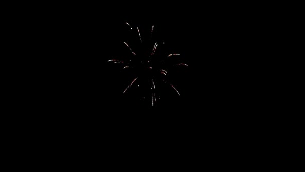 Element of multicolored firework on black background to create a set of salutes. — Stock Video