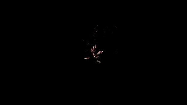 Element of multicolored firework on black background to create a set of salutes. — Stock Video