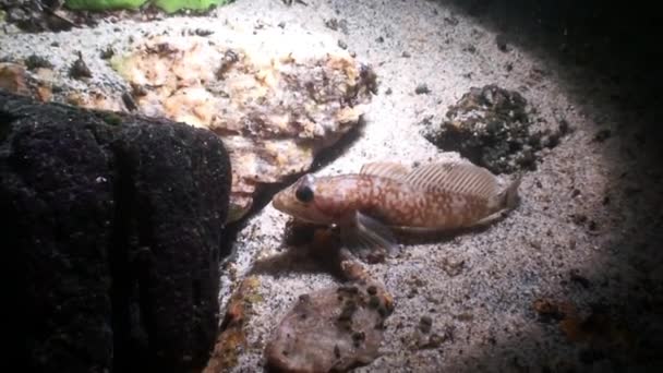 바이칼호 의수중 모래 속의 물고기. — 비디오