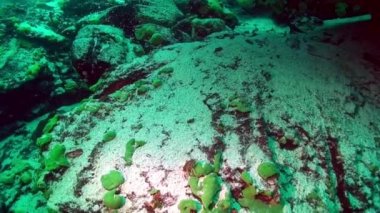 Suyun altındaki kerevit Baykal.