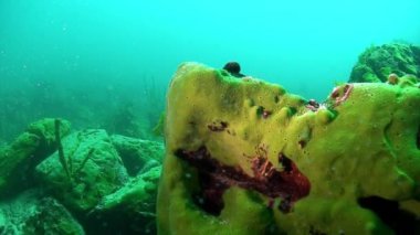 Baykal Gölü 'nün sualtı faunasında sarı kabuklu kerevit makrosu vuruyor..