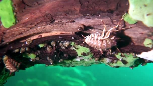 Crayfish underwater Baikal. — Stock Video