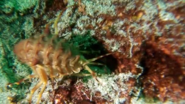 Macro tiro cangrejos de río Acanthogammarus bajo el agua Lago Baikal. — Vídeos de Stock