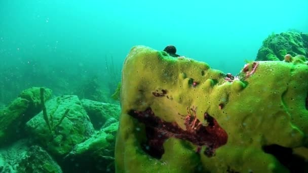 Amarelo crustáceo lagostim macro tiro na fauna subaquática do Lago Baikal. — Vídeo de Stock
