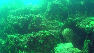 Baykal Gölü 'nün sualtı yeşil deniz süngeri.