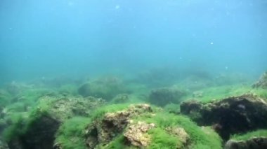 Baykal Gölü 'nün sualtı yosunu..