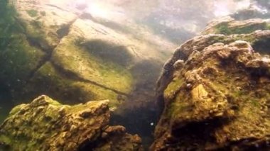 Baykal Gölü 'nün dibindeki sualtı fokları..